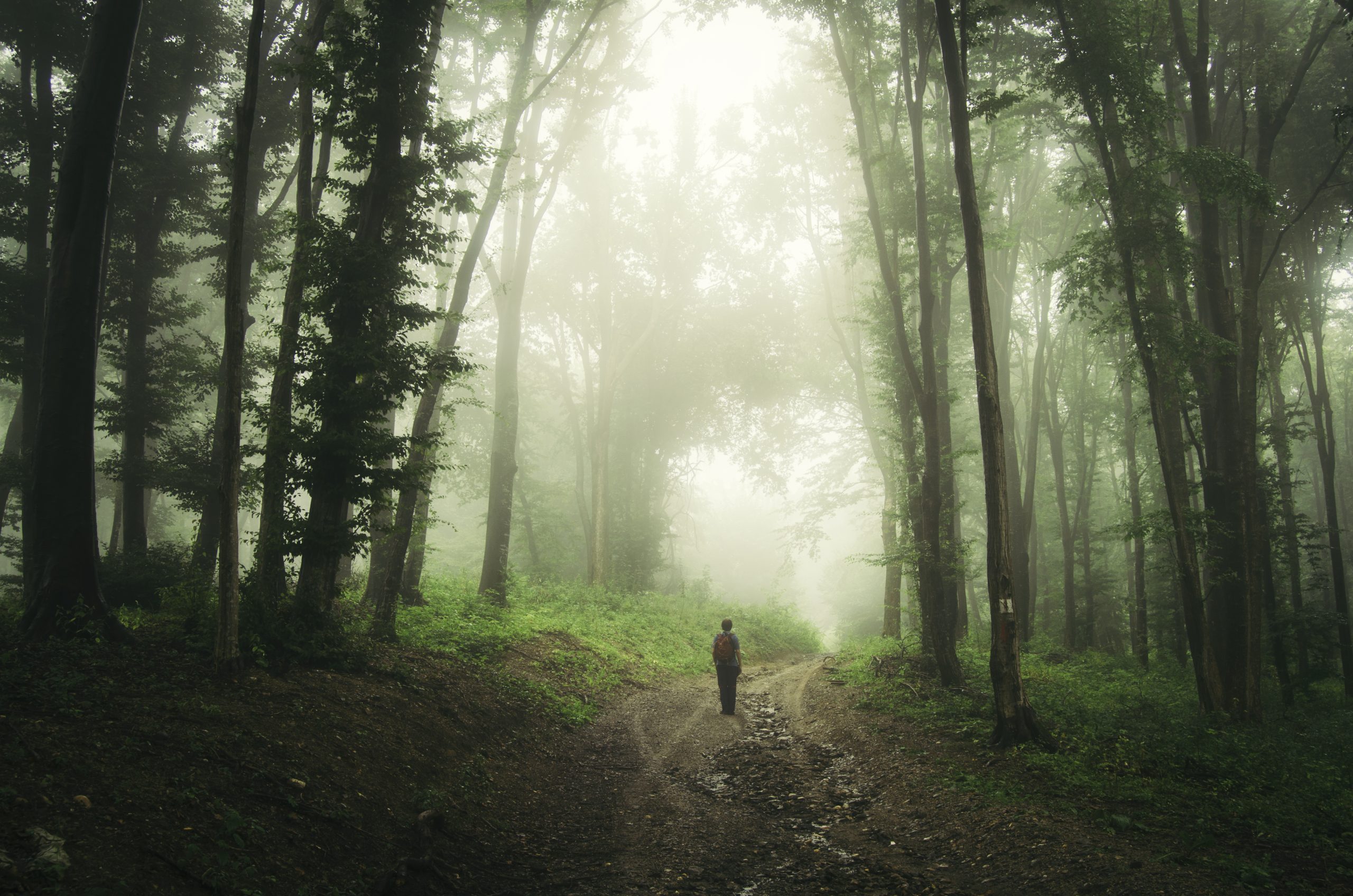 road-through-dark-mysterious-enchanted-forest-with-P9W4RPZ