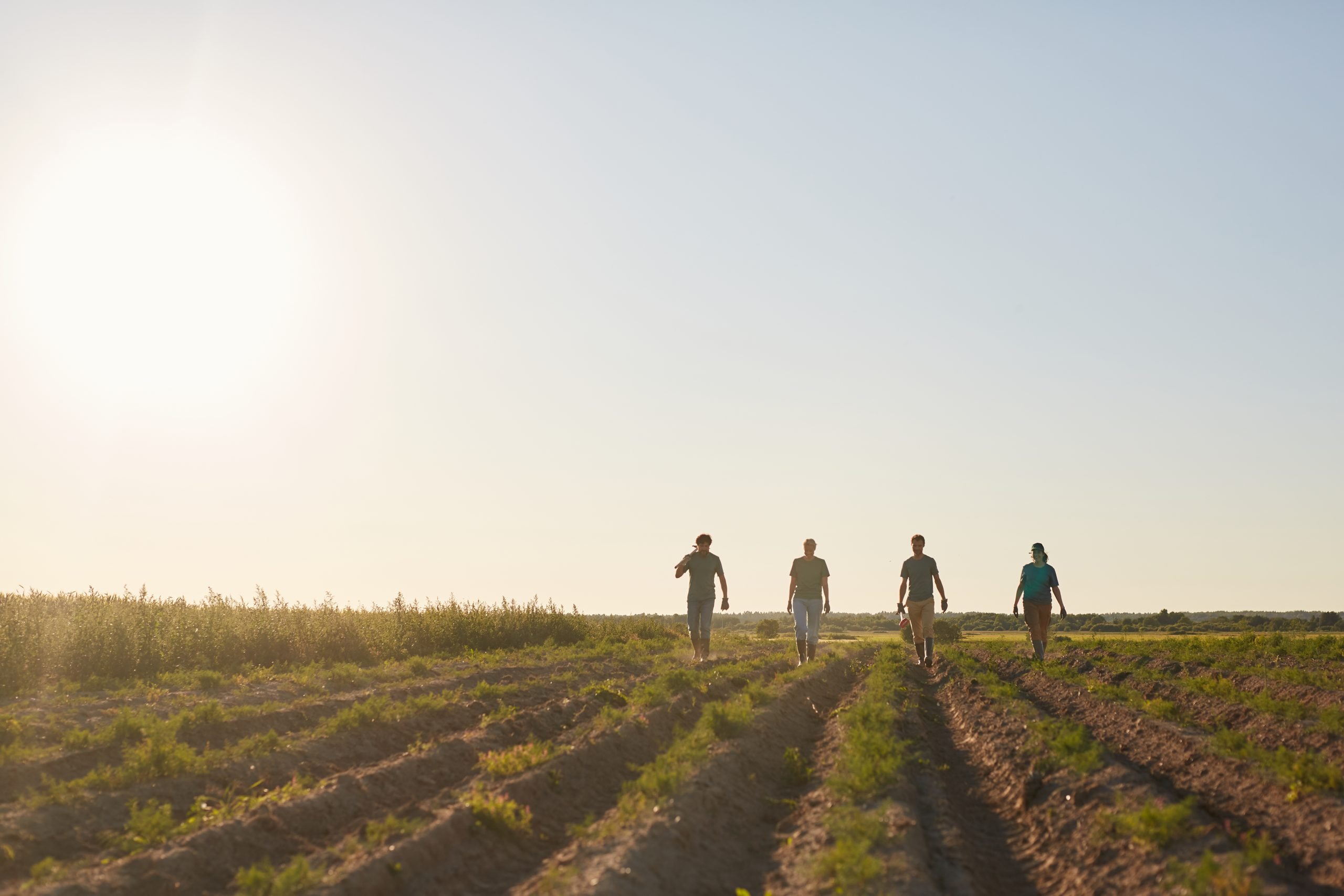 Wide angle view at outdoor vegetable plantation lit by sunset light with with row of workers walking towards camera, copy space