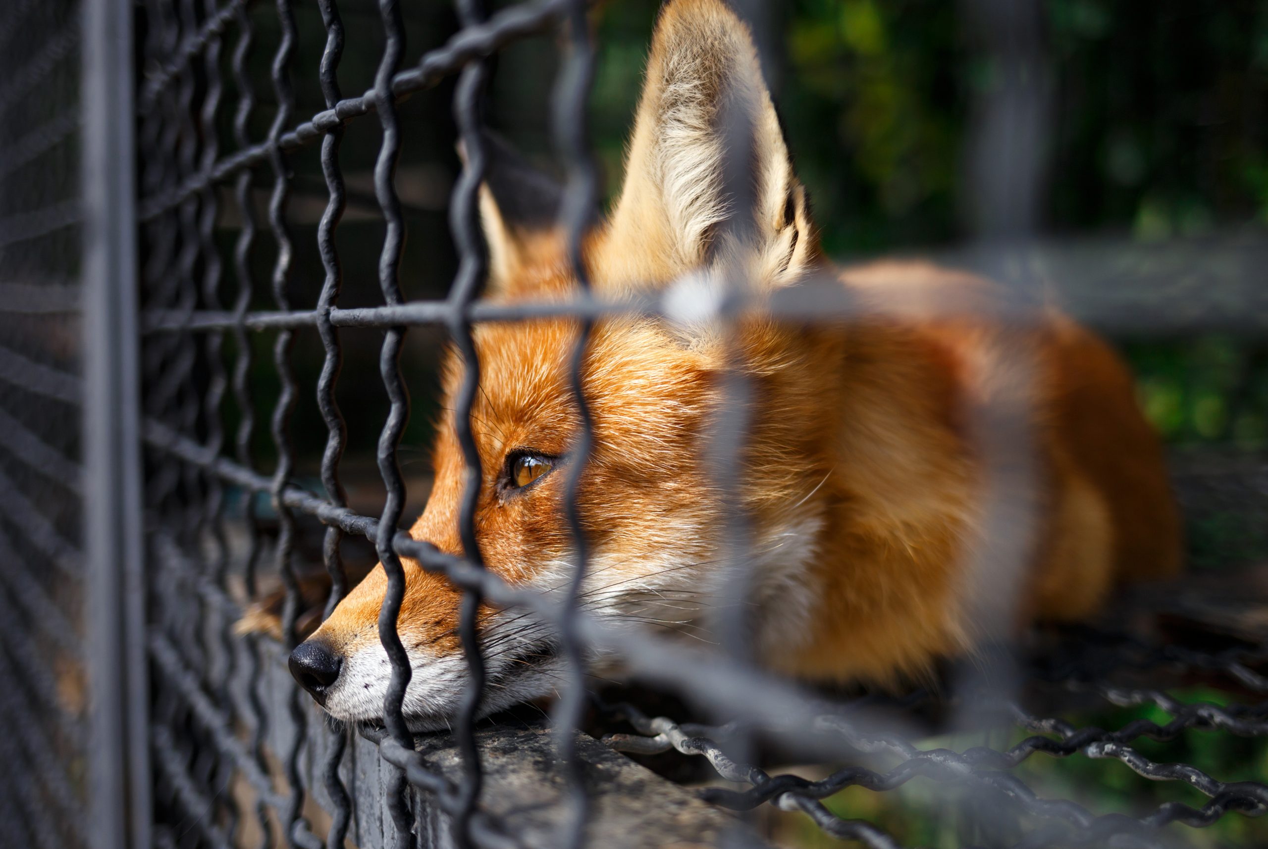 portrait of a sad fox in a cage at the zoo.