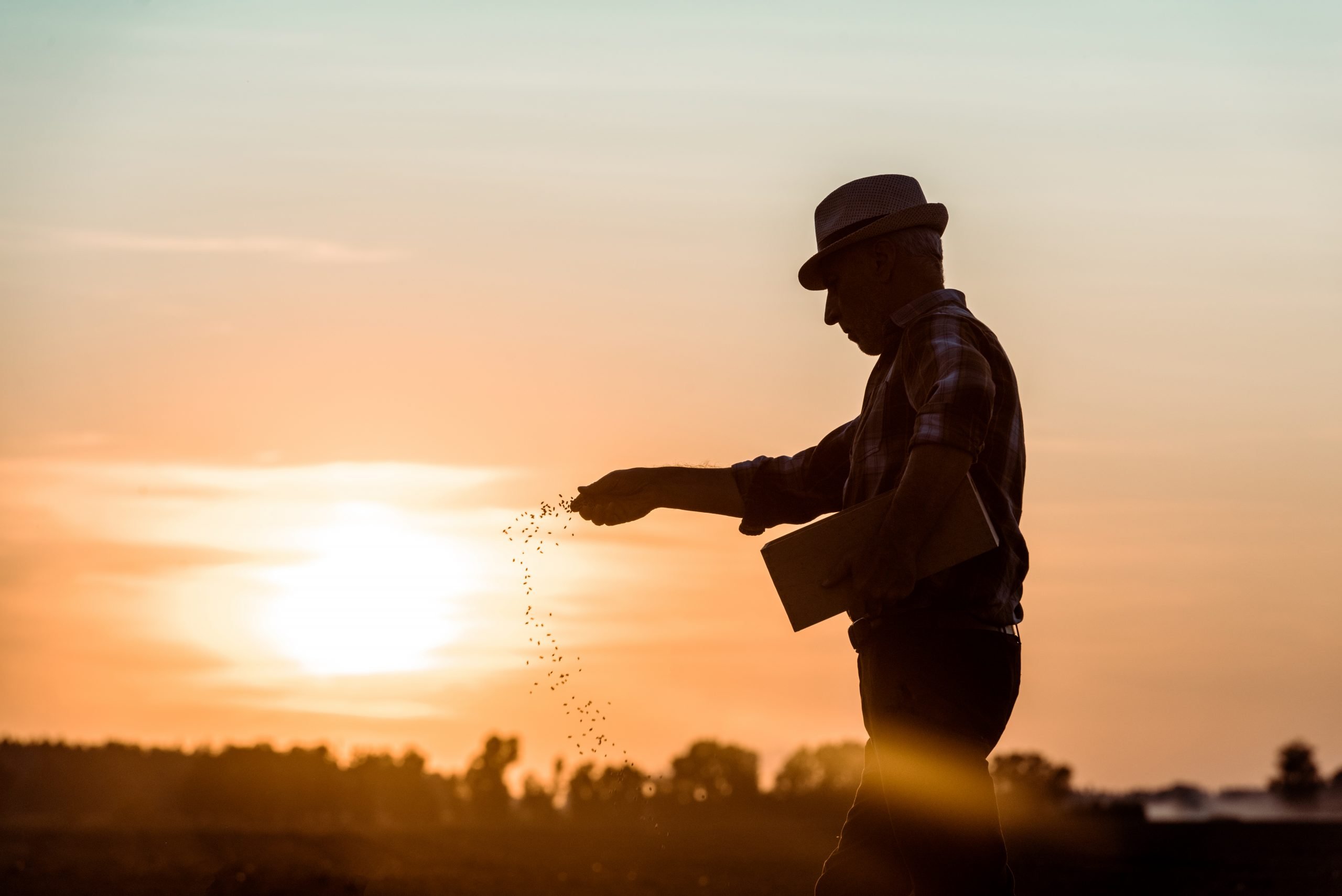 profile of senior farmer in straw hat sowing seeds during sunset