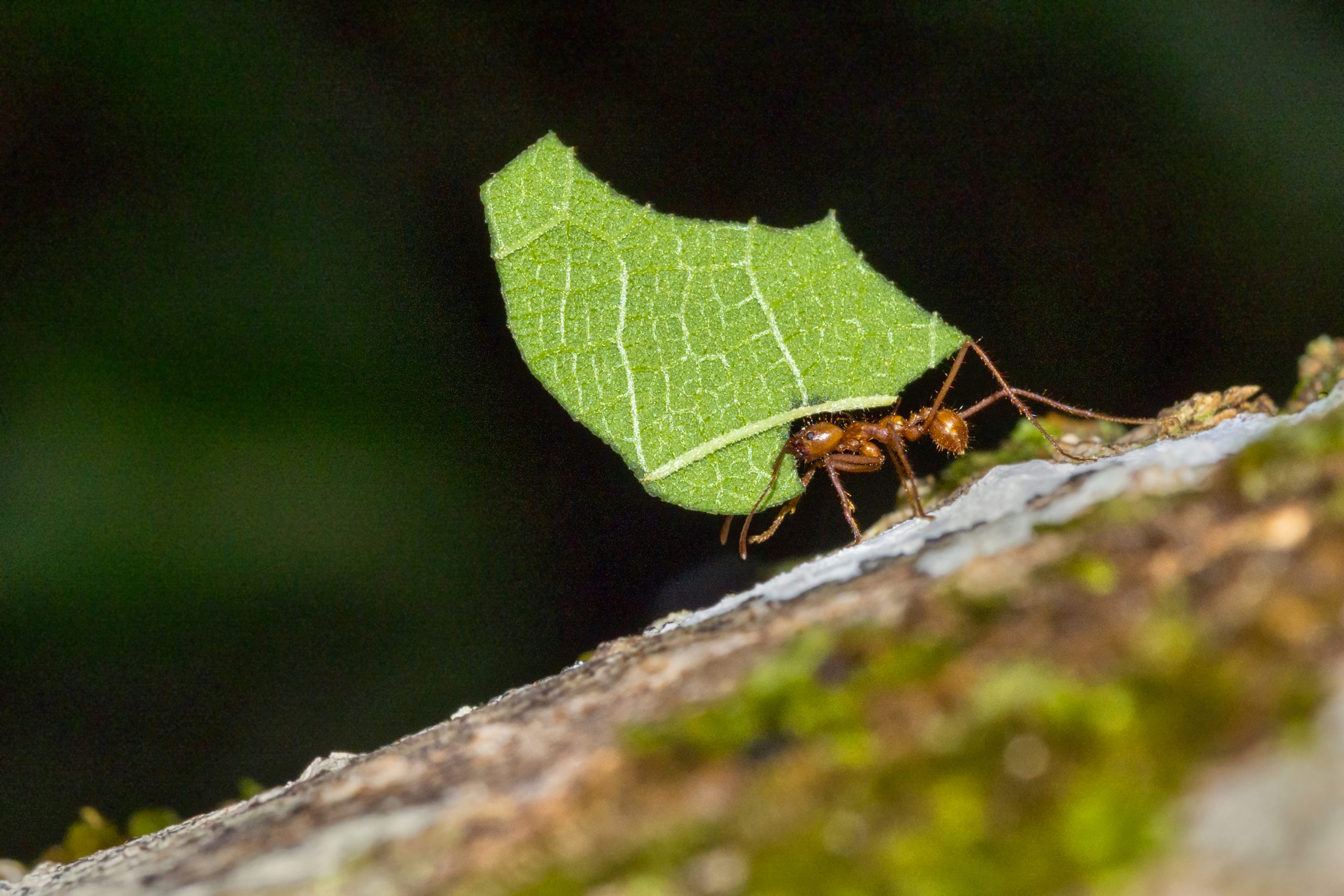 Leafcutter Ant, Tropical Rainforest, Marino Ballena National Park, Uvita de Osa, Puntarenas, Costa Rica, Central America, America