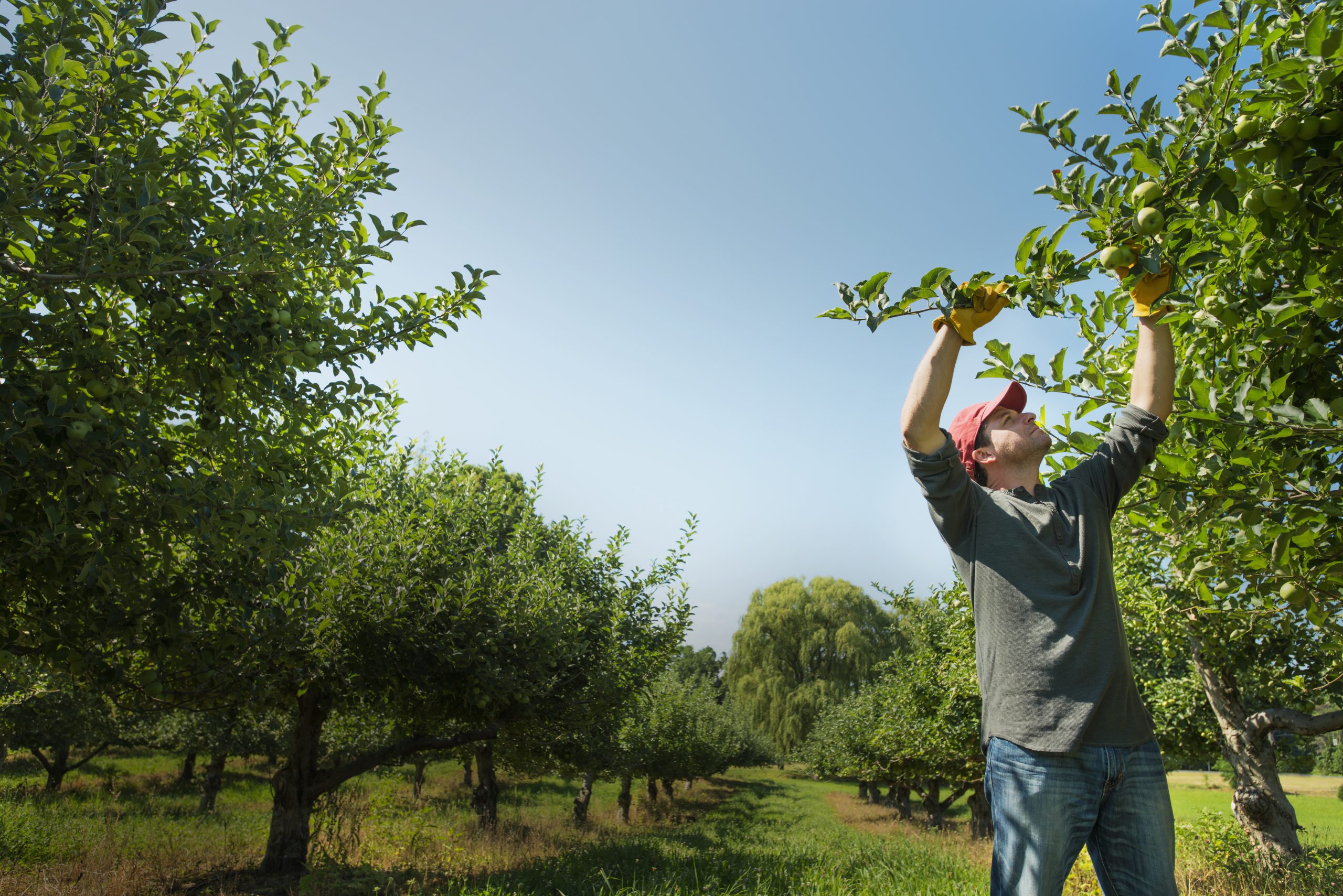 A man picking apples in an orchard.