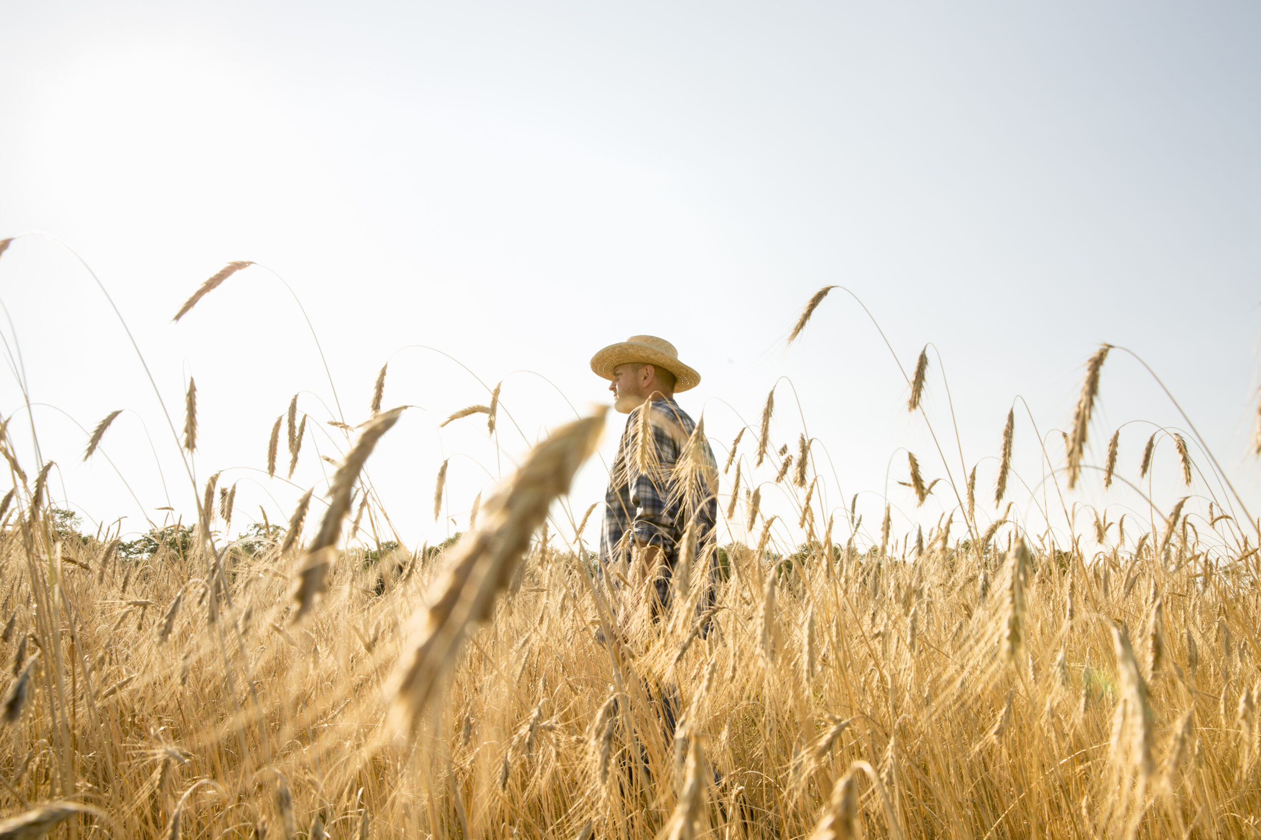 Man wearing a checkered shirt and a hat standing in a cornfield, a farmer.