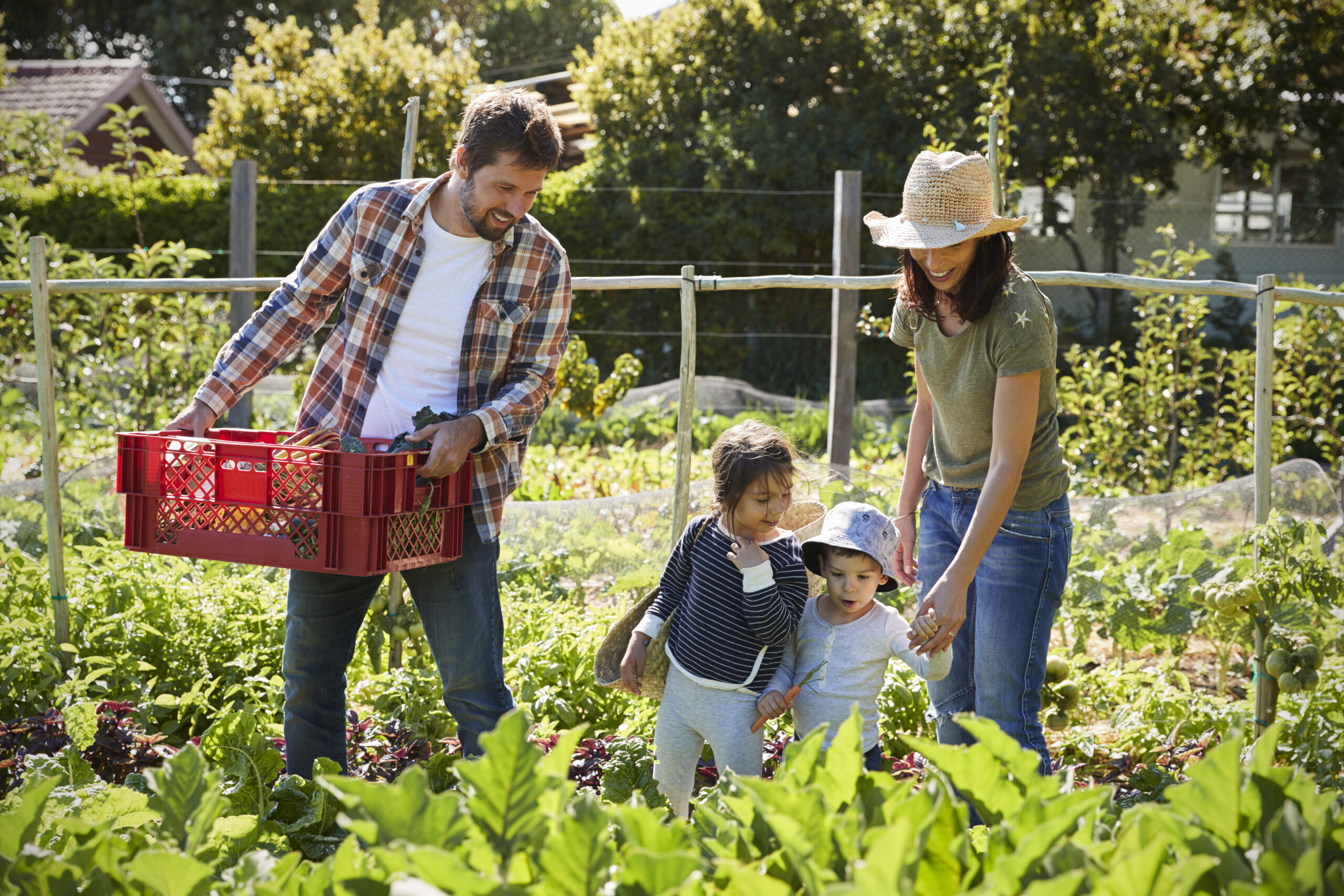 Family Harvesting Produce From Allotment Together