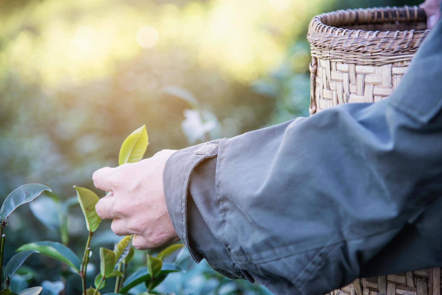 man-harvest-pick-fresh-green-tea-leaves-at-high-land-tea-field-in-chiang-mai-thailand-local-people-with-agriculture-in-high-land-nature-concept-free-photo