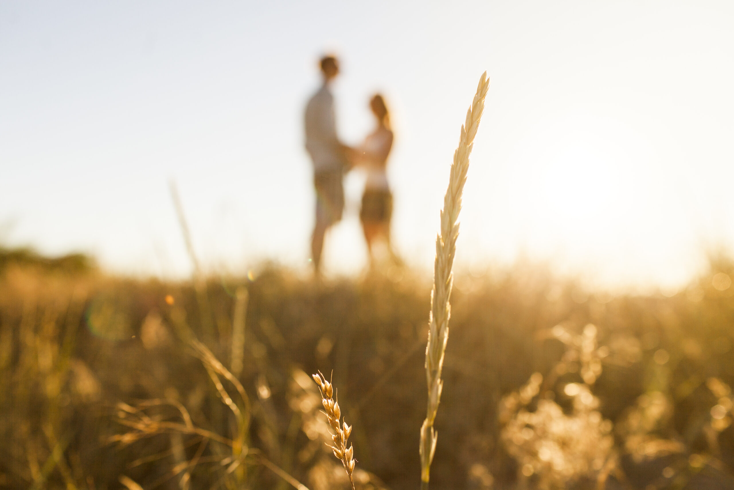 Silhouette of grass straw, couple in the background