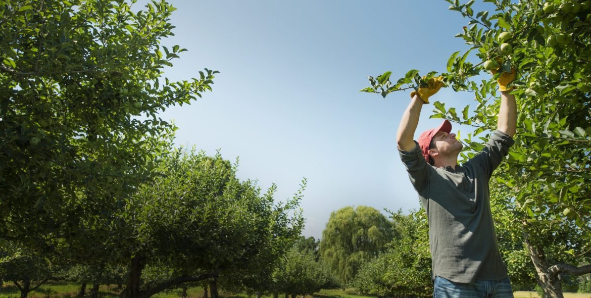 A man picking apples in an orchard.