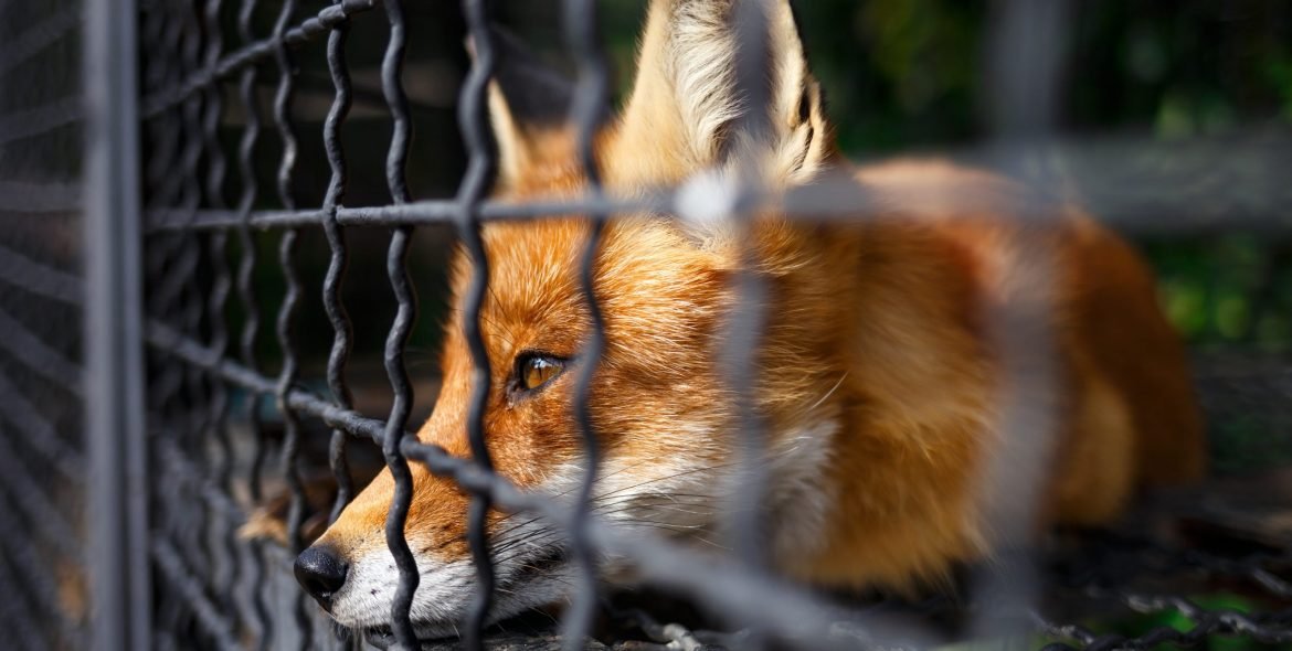portrait of a sad fox in a cage at the zoo.