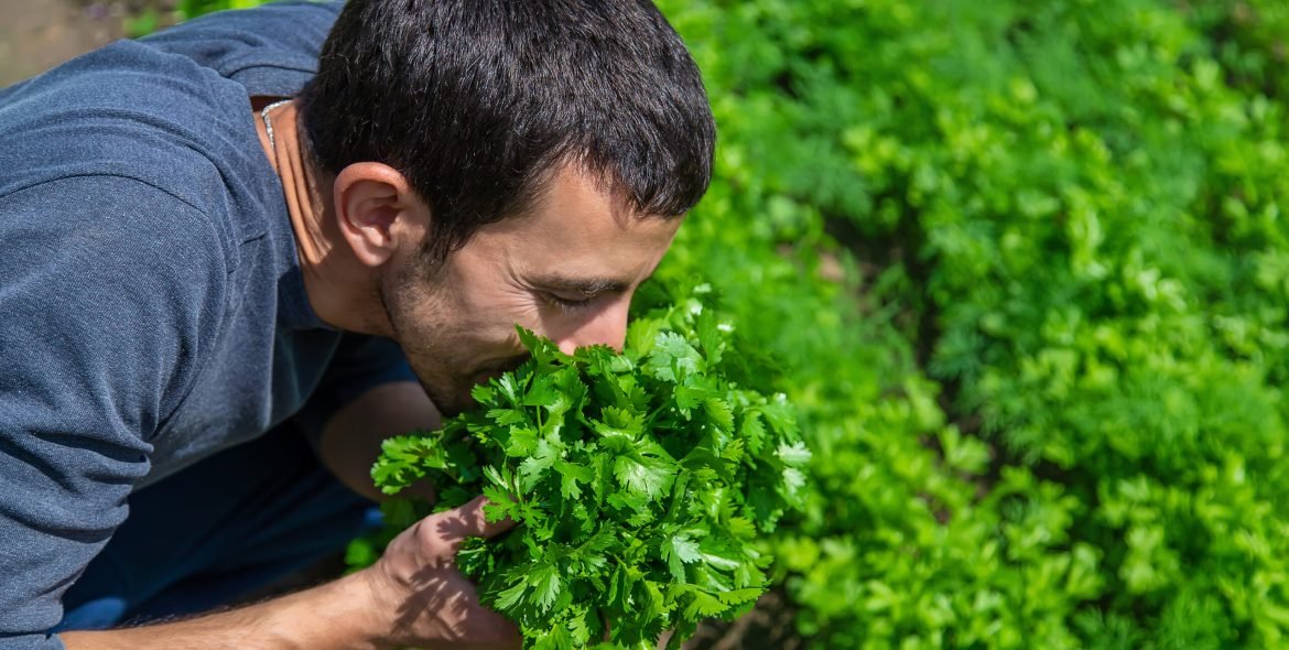 Cilantro in the hands of a man in the garden. Selective focus. Food.