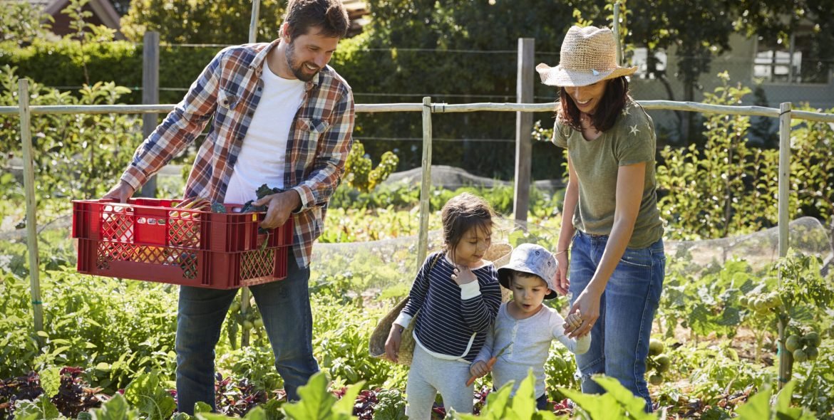 Family Harvesting Produce From Allotment Together