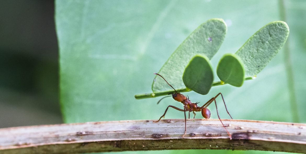 A leafcutter ant carries a large piece of a plant to its colony. Tortuguero National Park, Costa Rica.