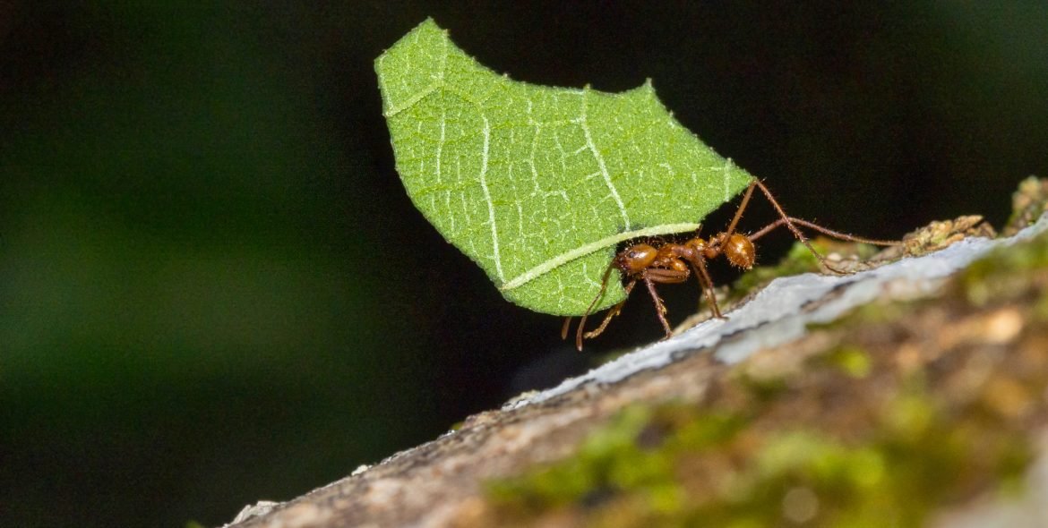 Leafcutter Ant, Tropical Rainforest, Marino Ballena National Park, Uvita de Osa, Puntarenas, Costa Rica, Central America, America
