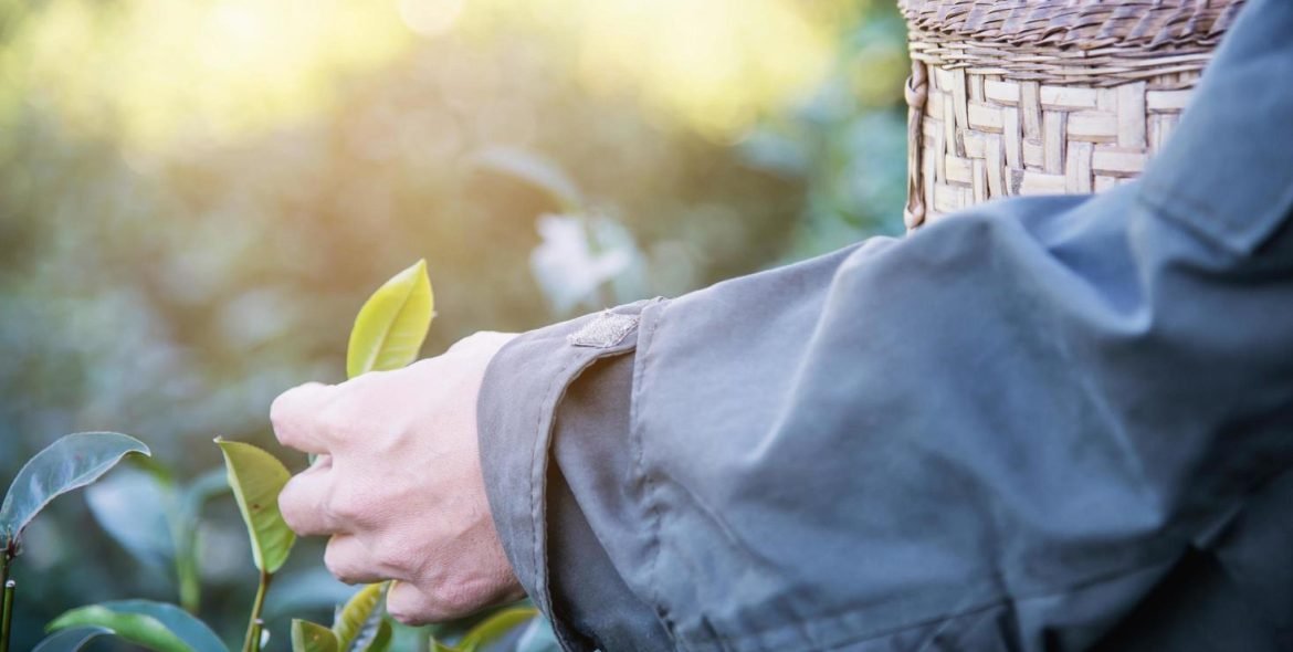 man-harvest-pick-fresh-green-tea-leaves-at-high-land-tea-field-in-chiang-mai-thailand-local-people-with-agriculture-in-high-land-nature-concept-free-photo