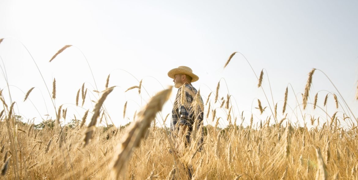 Man wearing a checkered shirt and a hat standing in a cornfield, a farmer.
