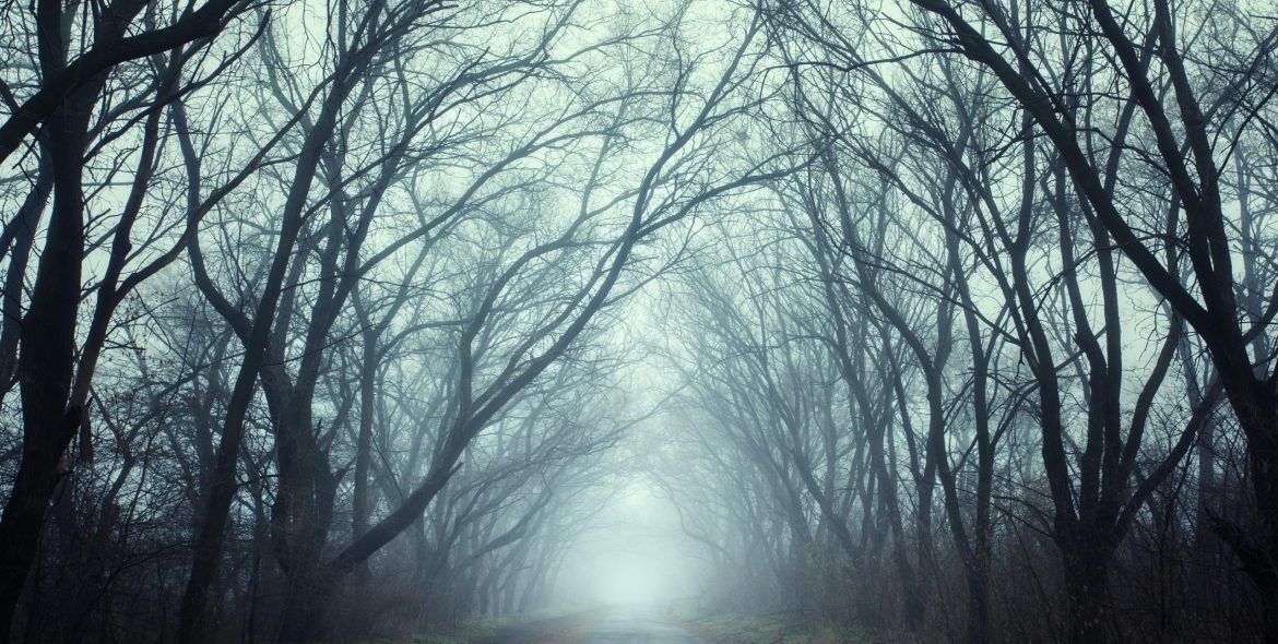 Mysterious dark autumn forest in fog with road, trees and branches . Autumn morning in Crimea (Mountain Ai-Petry)