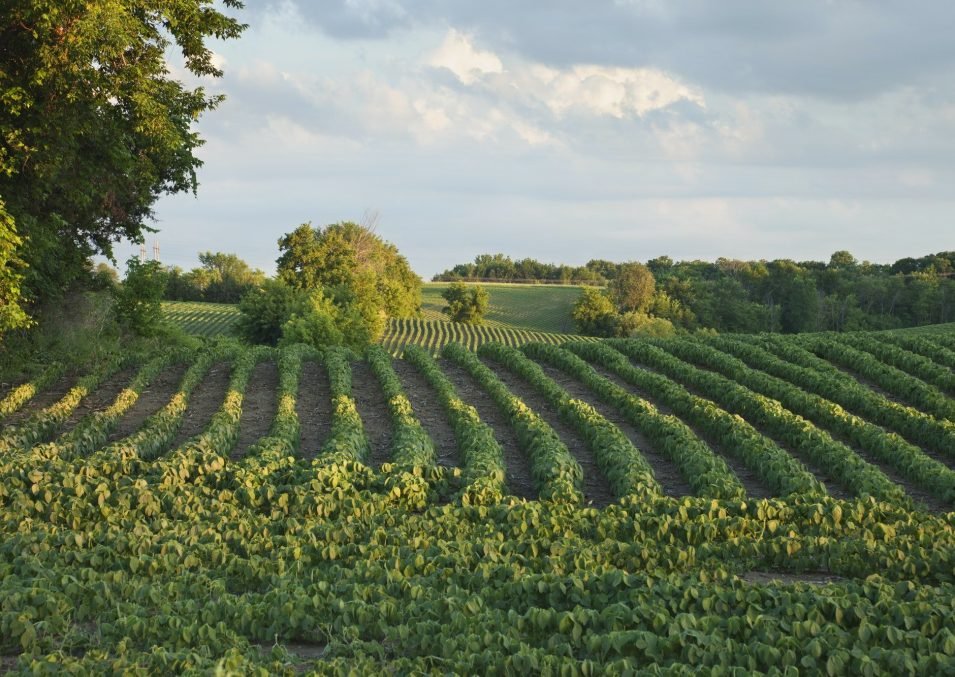 Soybean Field in Late Afternoon Sunlight